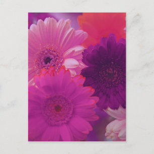Rosa Gerbera Daisy Blume Foto Postkarte