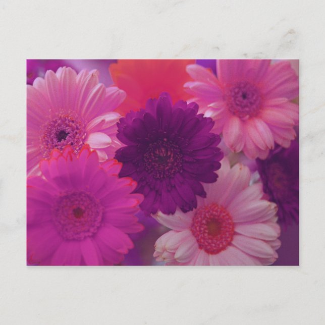 Rosa Gerbera Daisy Blume Foto Postkarten (Vorderseite)