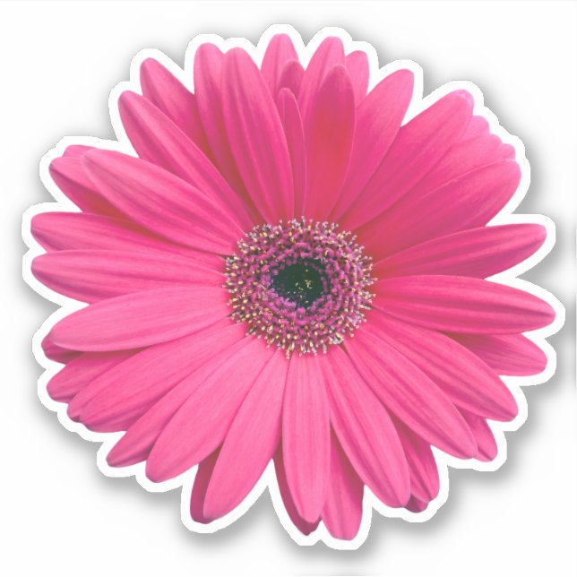 Rosa Gerbera Daisy Blume Kiss-Cut Sticker (Vorderseite)