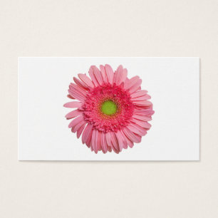 Rosa Gerbera-Gänseblümchen