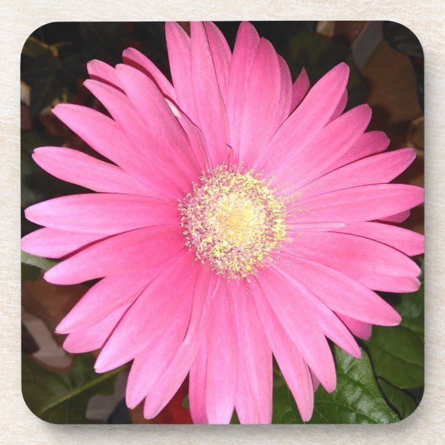 Rosa Gerbera-Gänseblümchen-Blume Untersetzer (Vorderseite)