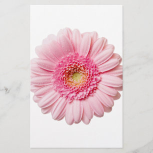 Rosa Gerbera-Margerite