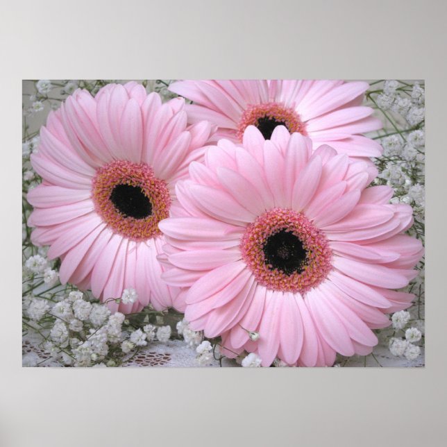 Rosa Gerberas Print Poster (Vorne)
