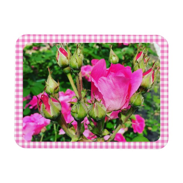 Rosa Gingham-Kariert-Garten-Foto Magnet (Horizontal)