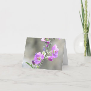 Rosa Globe Mallow Wildblumen Karte