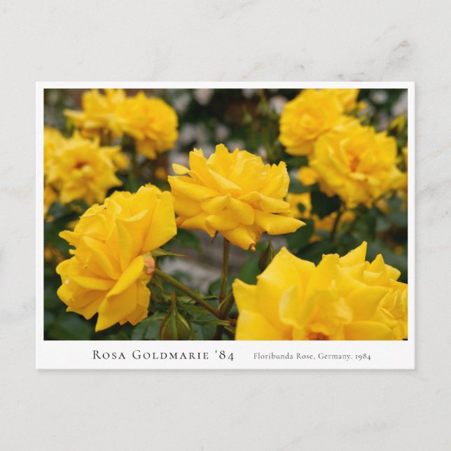 Rosa Goldmarie '84 Postkarte (Vorderseite)