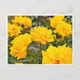 Rosa Goldmarie '84 Postkarte