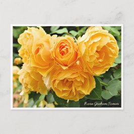 Rosa Graham Tomas Postkarte