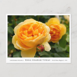 Rosa Graham Tomas Postkarte