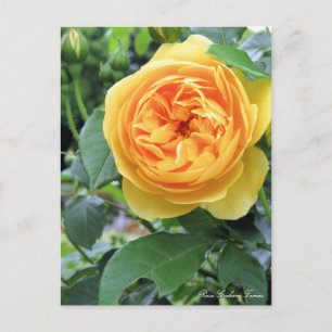 Rosa Graham Tomas: Postkarte