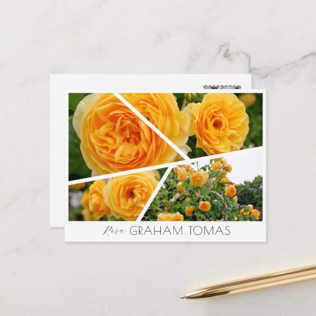 Rosa Graham Tomas Postkarte (Vorderseite/Rückseite Beispiel)