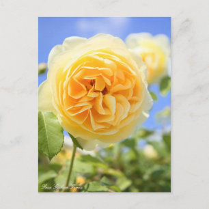 Rosa Graham Tomas: Postkarte