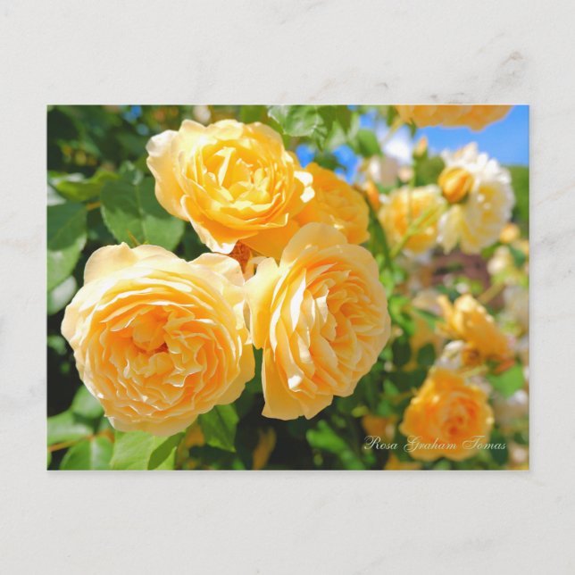 Rosa Graham Tomas [Postkarte] Postkarte (Vorderseite)
