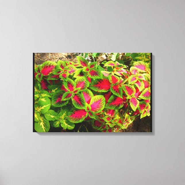 Rosa grüne Leinwand (Vorderseite)