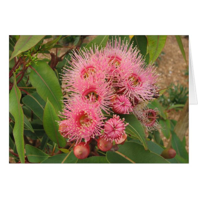 Rosa Gummi-Blumen (Vorderseite (Horizontal))