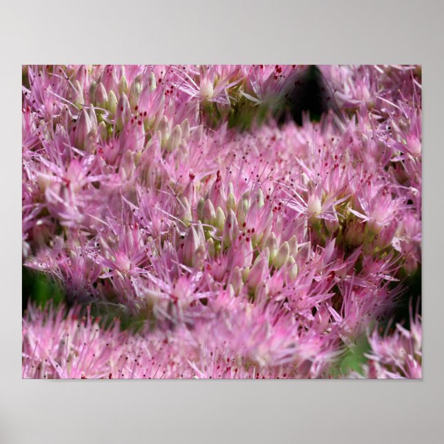 Rosa Halbjahresblüte Blume multipliziert Poster (Vorne)