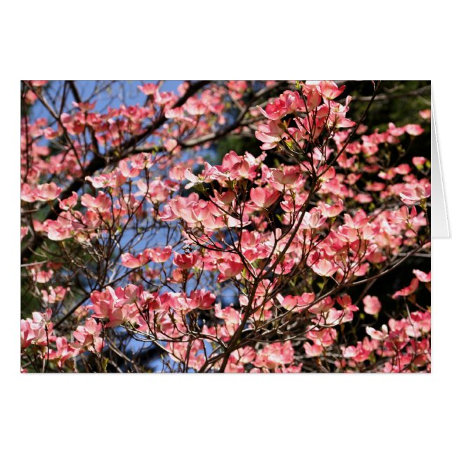 Rosa Hartriegel blüht Blumen-Fotografie-Karte (Vorderseite (Horizontal))