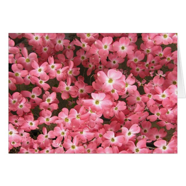 Rosa Hartriegel-Blüten (Vorderseite (Horizontal))