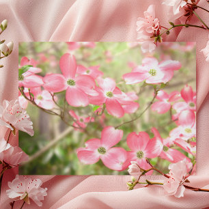 Rosa Hartriegelblüte Postkarte