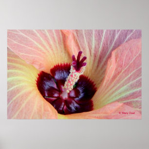 Rosa Hau Blüte Poster