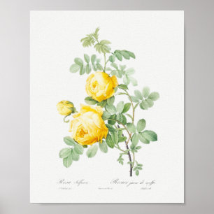 Rosa hemisphaerica Antike Florale Gelbe Rosen Poster