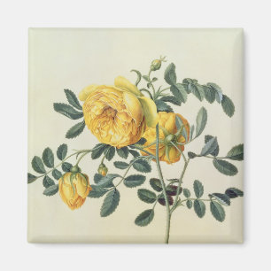 Rosa hemispherica, 18. Jahrhundert Magnet