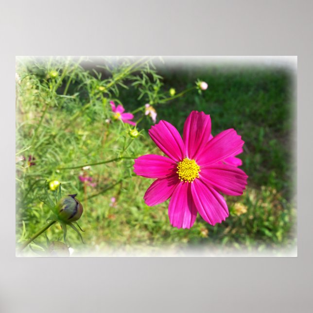 rosa Herbstmorgen Poster (Vorne)