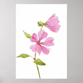 rosa Hibiscus moscheutos, Sumpf-Rose-Malve Poster