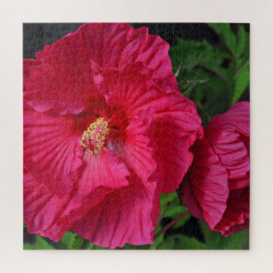 Rosa Hibiskus Blume