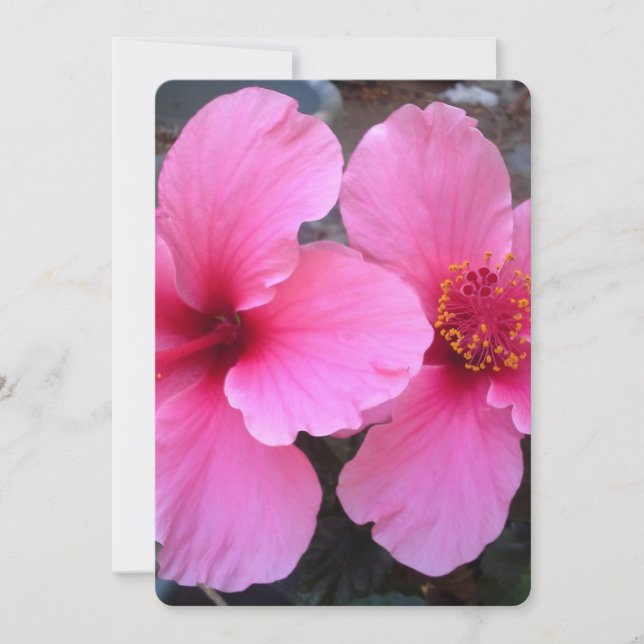 Rosa Hibiskus Blume (Vorderseite)