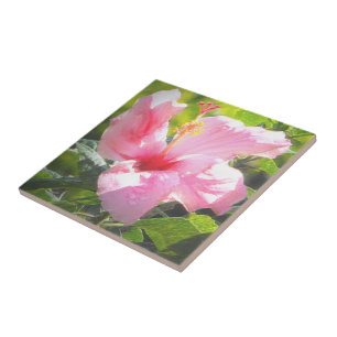 Rosa Hibiskus Blume Fliese