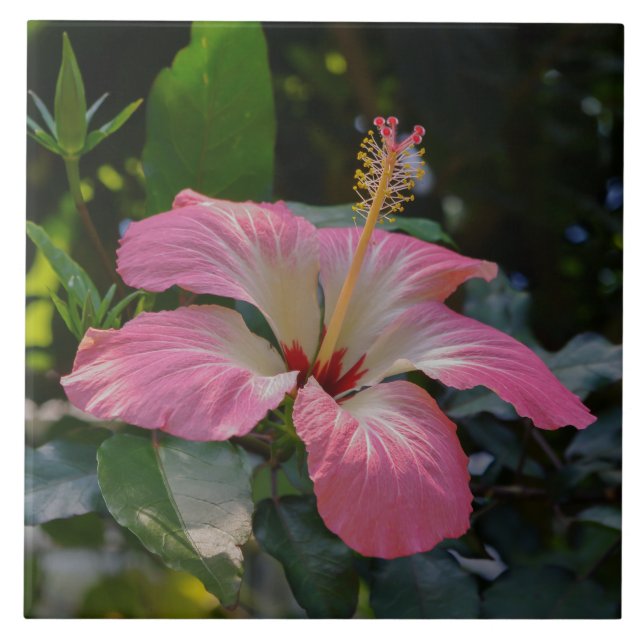 Rosa Hibiskus Blume Fliese (Vorderseite)