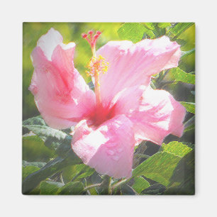 Rosa Hibiskus Blume Magnet