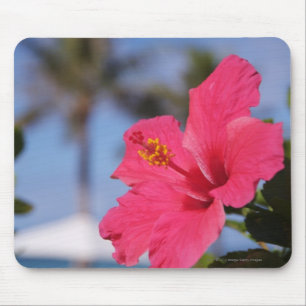 Rosa Hibiskus-Blume Mousepad
