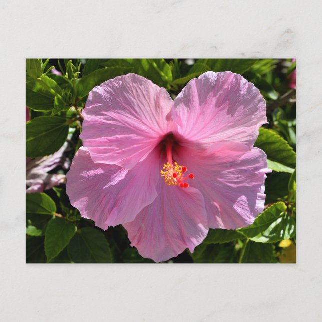 Rosa Hibiskus Blume Postkarte (Vorderseite)