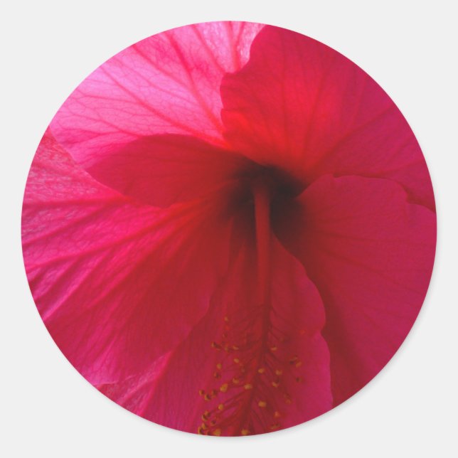 Rosa Hibiskus Blume Runder Aufkleber (Vorderseite)