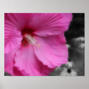 Rosa Hibiskus Blume Teilfarbigkeit Poster