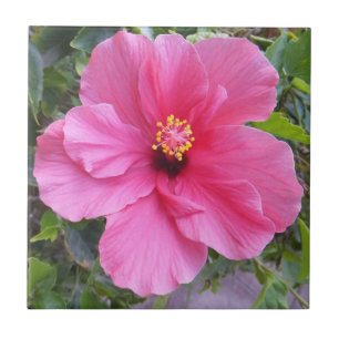Rosa Hibiskus Fliese