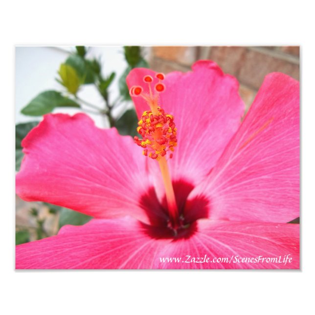 Rosa Hibiskus Foto drucken (Vorne)