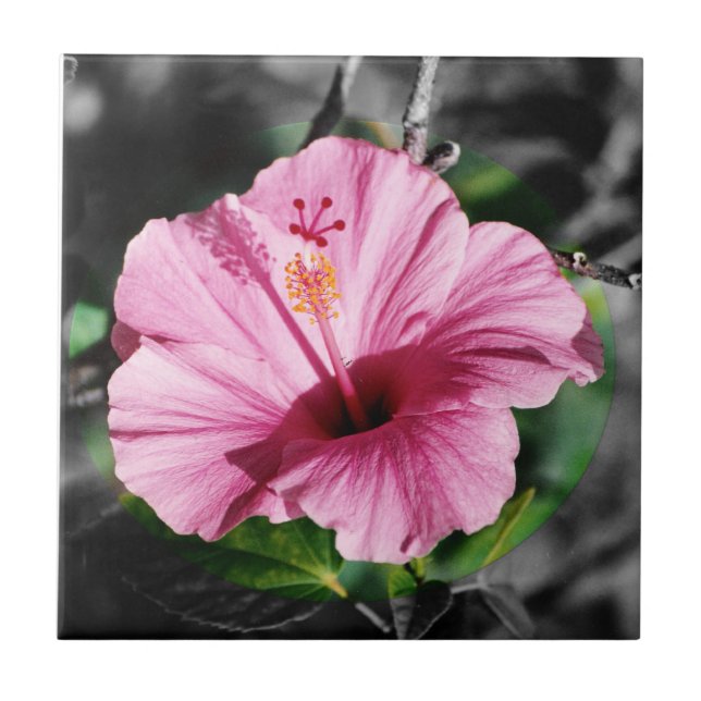 Rosa Hibiskus Foto Fliese (Vorderseite)