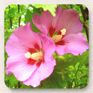 Rosa Hibiskus Hard Plastic Untersetzer
