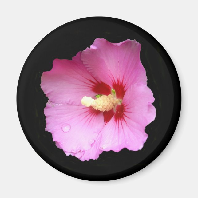 Rosa Hibiskus Magnet (Vorne)