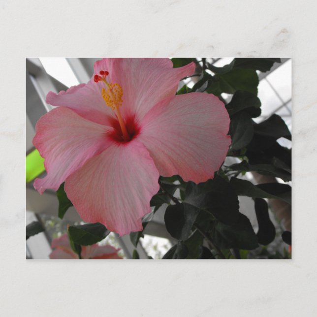 Rosa Hibiskus Postkarte (Vorderseite)