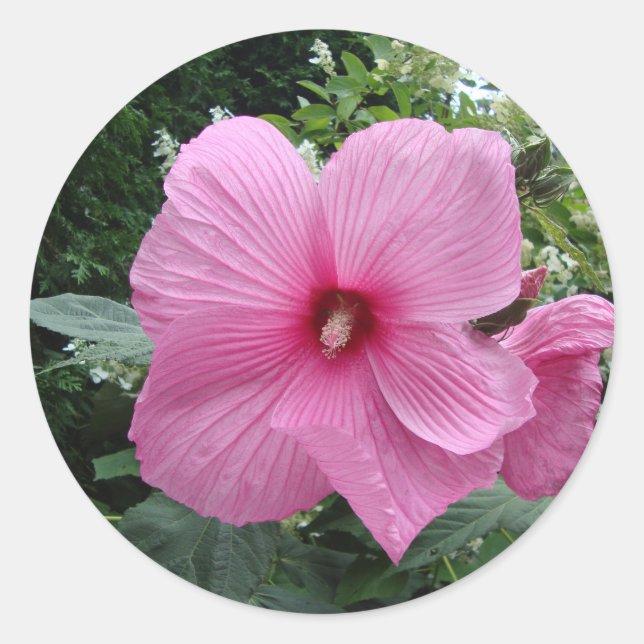 Rosa Hibiskus Runder Aufkleber (Vorderseite)