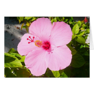 Rosa Hibiskus Tropische Blume