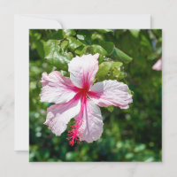 Rosa Hibiskus Tropische Blume Geburtstag Gruß