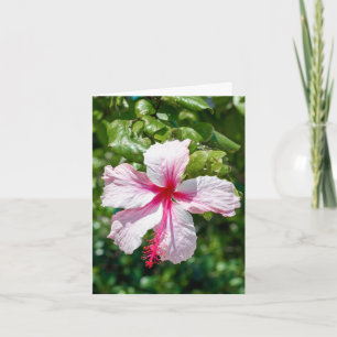 Rosa Hibiskus Tropische Blume Geburtstag Gruß Karte