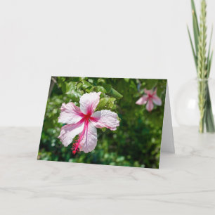 Rosa Hibiskus Tropische Blume Geburtstag Gruß Karte