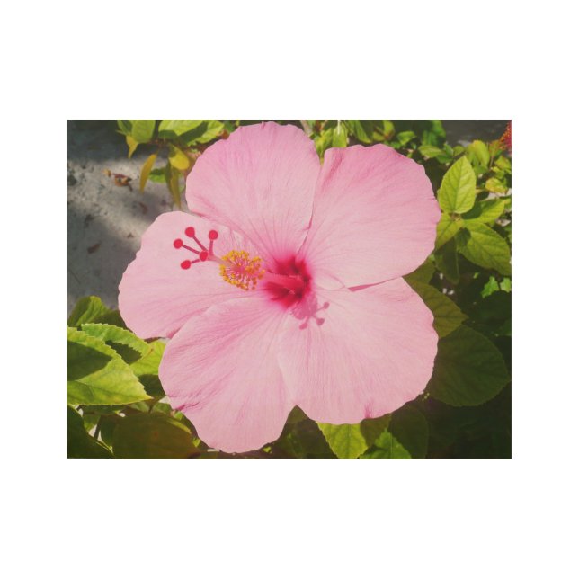 Rosa Hibiskus Tropische Blume Holzposter (Vorderseite)