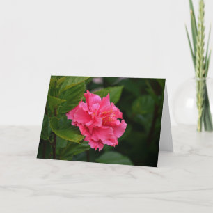 Rosa Hibiskus Tropische Blume Karte